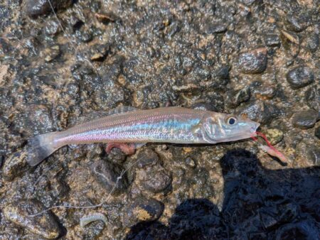 キス釣りシーズンイン